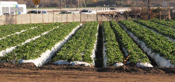 Strawberries in the field