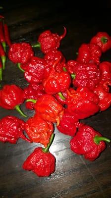 We love growing peppers. We are right next to  Pepper Thai restaurant. 37 Elm St Fishkill