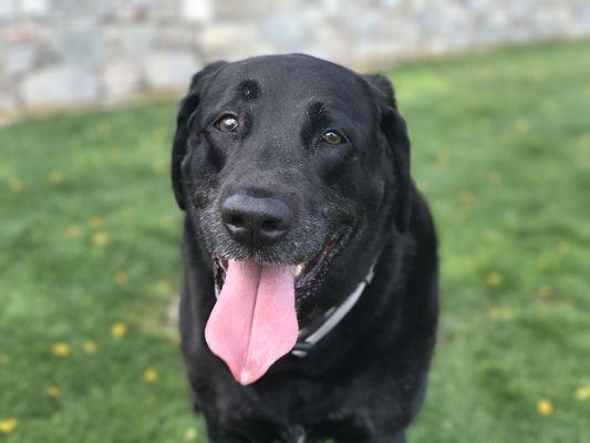 Drexie at the park.