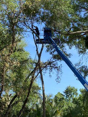 Tall camphor hanging in neighbors yard