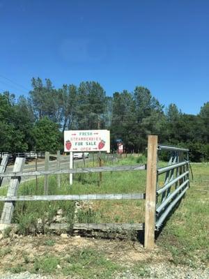 Rocklin Road Strawberry Stand