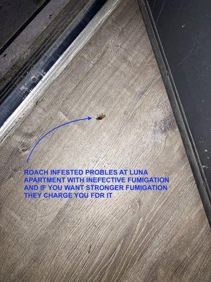 ROACH ISSUES AT LUNA, WERE THE PEST CONTROL WORSENS THE PROBLEM AND IF YOU WANT TO FULLY ELIMINATE THE PROBLEM THEY CHARGE YOU $100 TO FIXIT