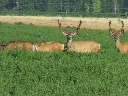 Mule Deer Bucks in an Alfalfa field