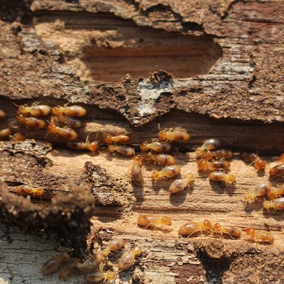 Termites gnawing decaying wood