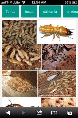 Free termite inspection.