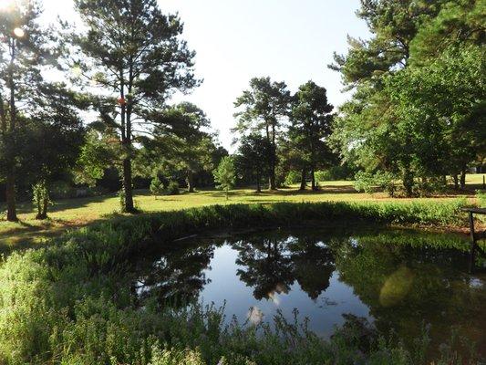 Pond and mature trees on wooded property for sale near the Sam Houston National Forest.