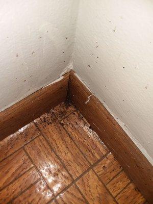 Cockroach droppings