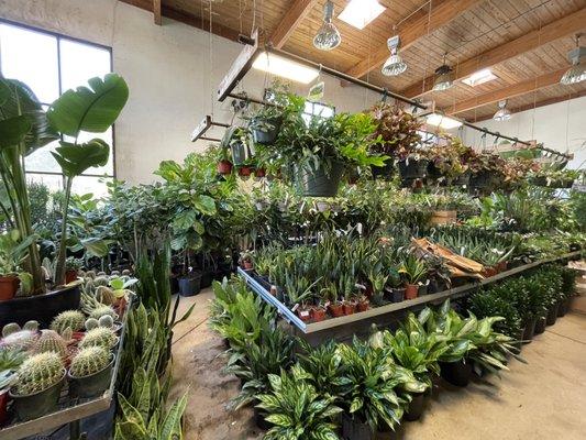 Plant heaven!