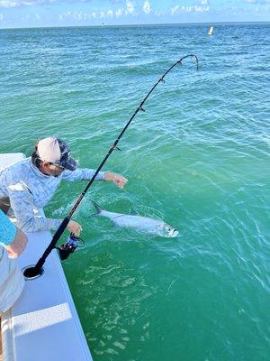 tarpon