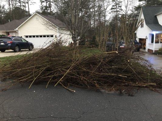 Crepe myrtle cleanup