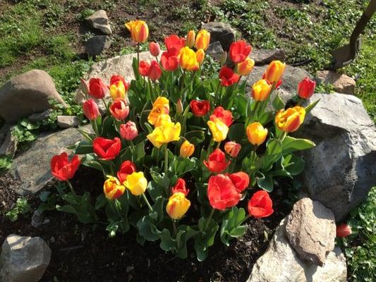 25 Tulips planted in the fall for Spring flower that will bloom year after year.