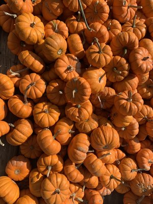 Mini pumpkins