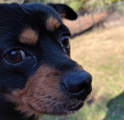 Barnwell Oaks Kennels