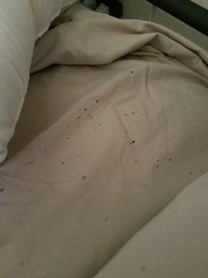 More bedbugs on the new 2000$ mattress.  They made them buy.