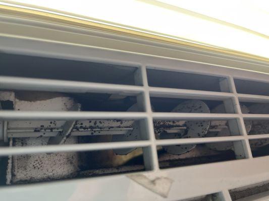 Black mold air conditioner