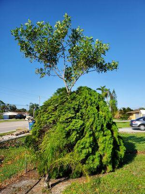 Russian nesting doll tree