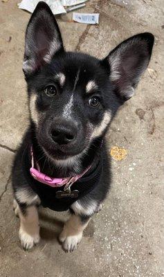 Miss 9 week old Nova learning basic obedience.