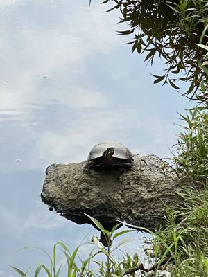 Turtles