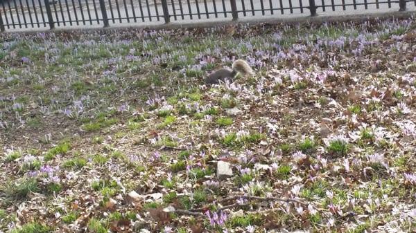 The crocuses are coming up!