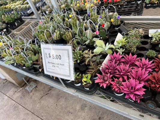 Succulents on sale