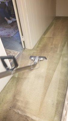 Hallway  carpet cleaning#professional #clean#spots