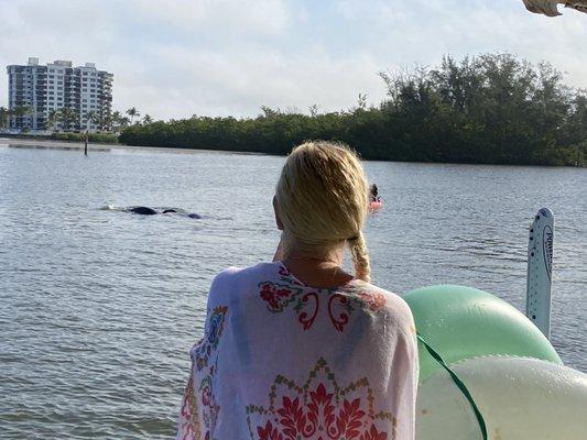 Manatees making manatees