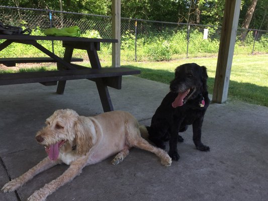 Two of our dogs after they have played and played at the park, resting in the shade under the shelter.