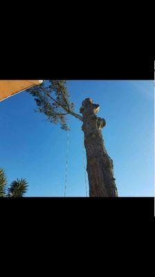 Tree service