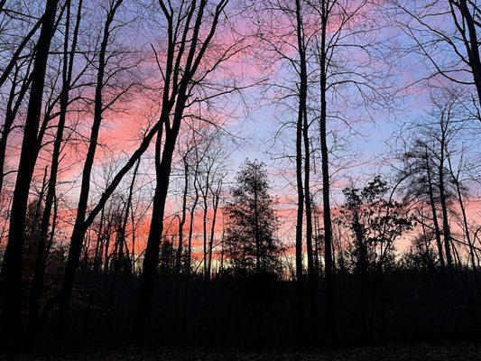 Sunset and dark trees