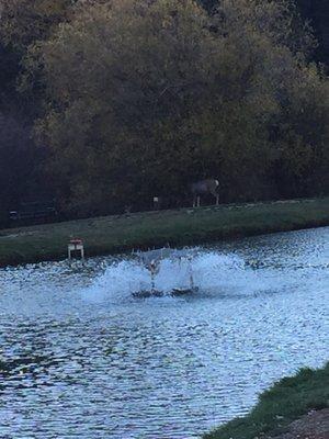 View of the deer across the pond