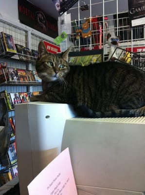 Toni, the video store cat. She is a sweetheart.