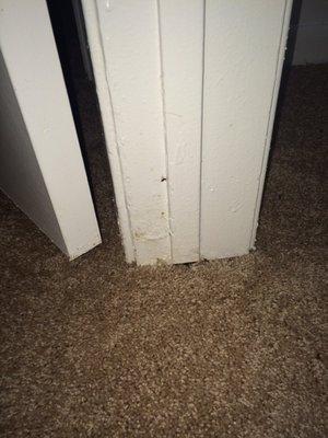 Lots of roaches/bugs infested in the carpet by the closet