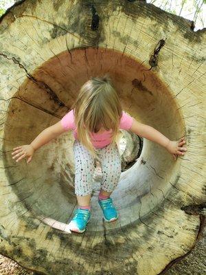 Logs for safely climbing on along the natural play trail.