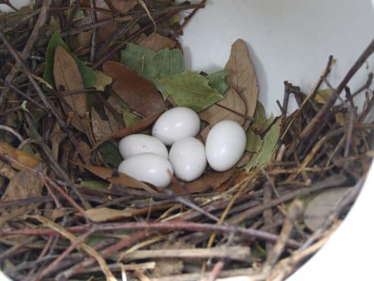 Purple Martin Eggs