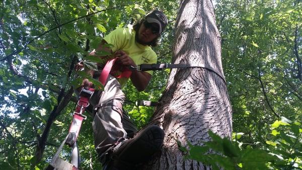 We us professional climbing equipment to trim and prune limbs on tough trees!