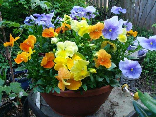 Pansies from James's Market.