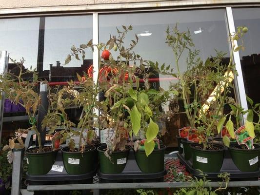 Dry tomato plants