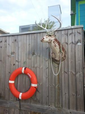 The buck guarding the parking lot at Bridge Bait.