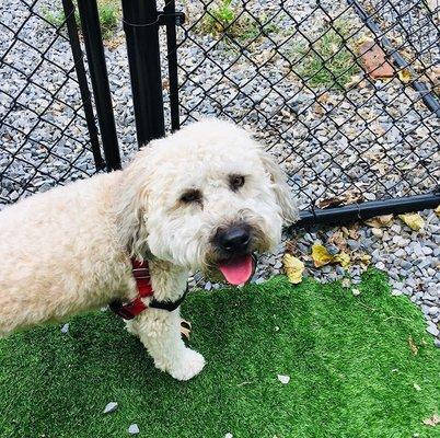 Doug loves the dog park!