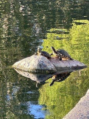 Reflection of a pair of Turtles Getting a Little Sun