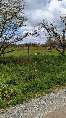 Cute cows