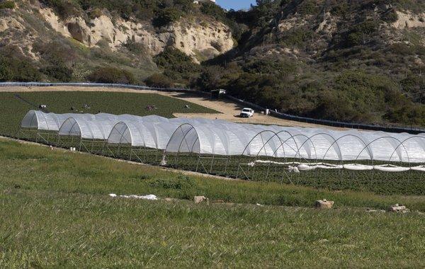 Fresh strawberries being picked.