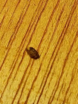 Bed bug or some type of insect found under the mattress