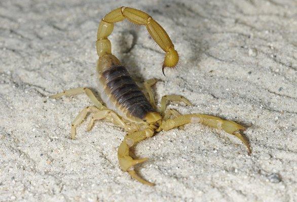 Desert Scorpion