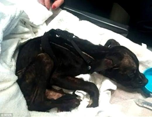 The starved puppy Dr. Anderson left lying at the hospital's doorstep for hrs during a freezing Nov night until SPCA arrived.