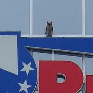 Owl at Hudson Valley Plaza Price Chopper