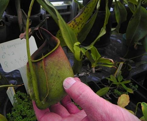 Nepenthes bicalcarata, also called a fanged pitcher plant for the vampire teeth-like thorns at the top.