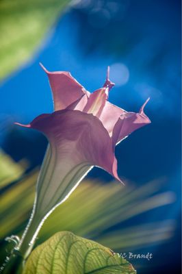 Angel trumpet bottoms up