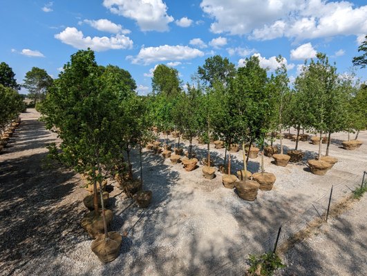 Large Mature Trees