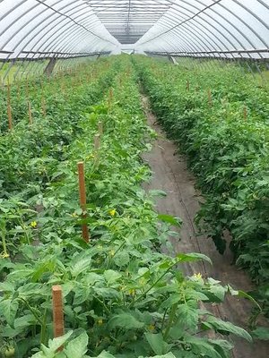 Summer Wind Farms high tunnel tomatoes